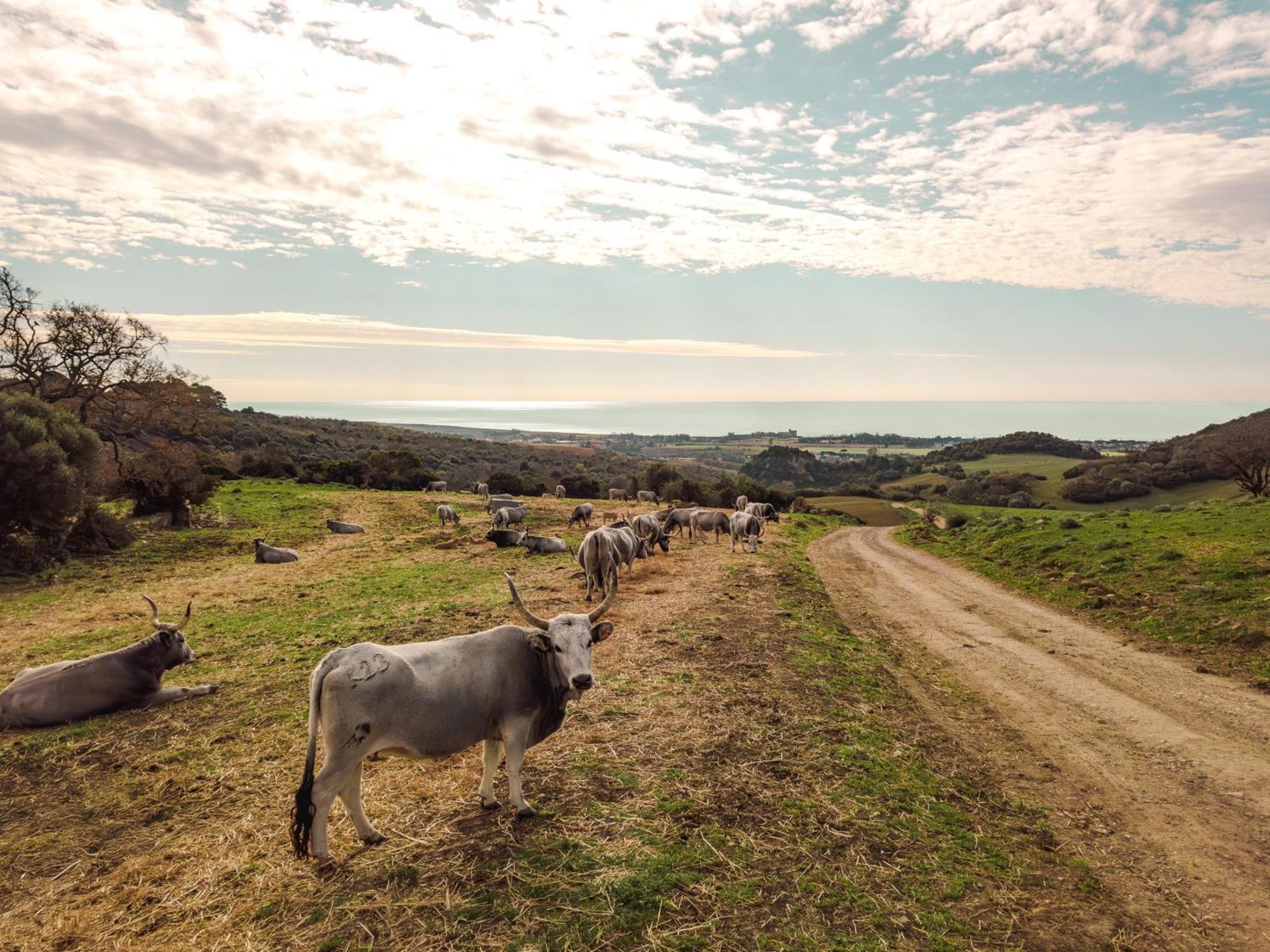 Agriturismo Morani Santa Severa Zewnętrze zdjęcie